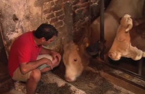 Bull, Free, Rescue, Help, Chained, Life,