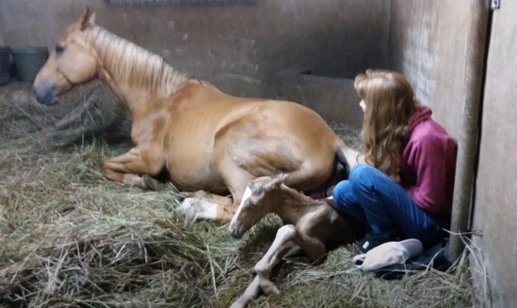 Horse, Gave Birth, Beautiful Foal, foal, Miracle, Birth,