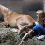 Horse Gave Birth To A Beautiful Twin