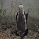 Escaping Honey Badger