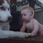 Husky Act Tough In Front Of The Baby