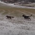 Fox Snuck Up On The Dog