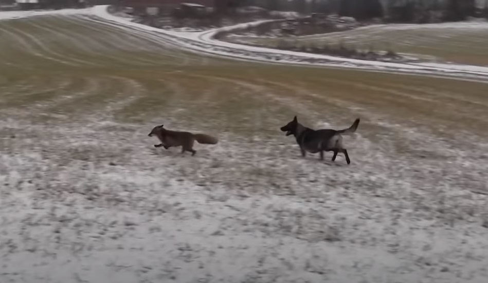 I Was Scared When, The Fox, Snuck Up On ,This Dog,dog,fox,scare,snuck,animals video