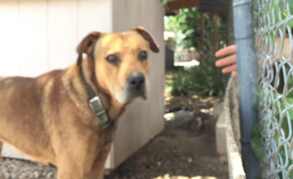 This Dog, Spent, His Whole Life, Chained,chained dog,chains,dog,pets,video,Life