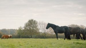 TINY Horse ,Was Ignored ,By The Others,others,horse,tiny,ignor,video,animals
