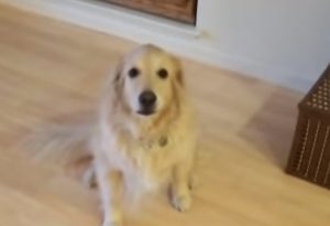 Dog Clean, The House,Dog ,Clean The House,The House, Clean, House,video