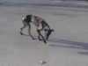 Stray Dog, Home, dog, stray, emotional, rescue, adoption,
