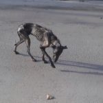 They Gave This Stray Dog A Home To Die In
