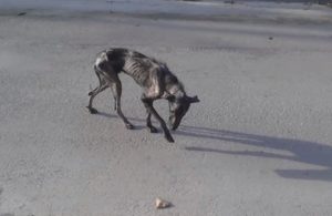 Stray Dog, Home, dog, stray, emotional, rescue, adoption,