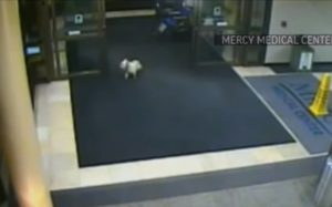 Security Cameras ,Catch, Dog, Sneak, Hospital, Camera, Security, unbelievable, Loyality,