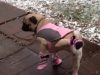 Dog, Booties, Winter, Boot, Hilarious, funny, puppies,