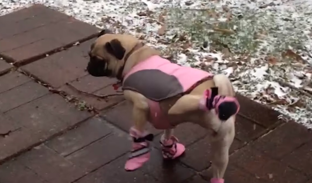 Dog, Booties, Winter, Boot, Hilarious, funny, puppies,