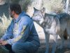 Hungry, sneak, Wolf, veterans, PTSD, cure, healing, suffer, Wolves,