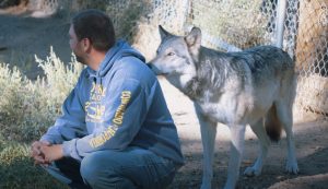 Hungry, sneak, Wolf, veterans, PTSD, cure, healing, suffer, Wolves,