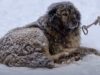 Chained dog, Outside, Freezing, Cold, Dog, Chain, Freez, song, shelter, stray dog,
