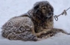Chained dog, Outside, Freezing, Cold, Dog, Chain, Freez, song, shelter, stray dog,