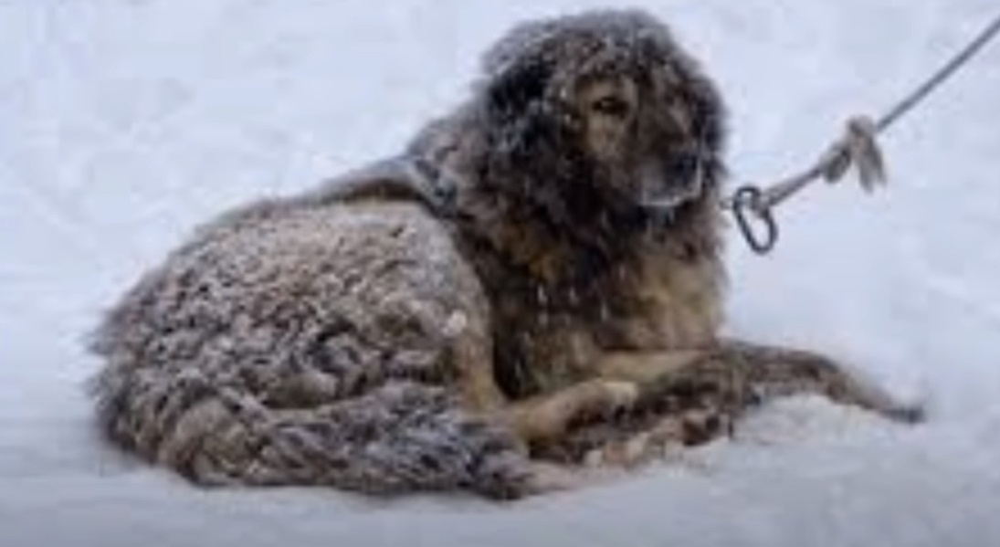 Chained dog, Outside, Freezing, Cold, Dog, Chain, Freez, song, shelter, stray dog,