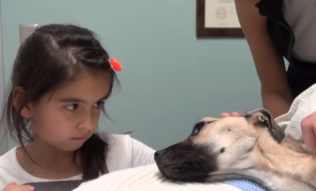 Girl, Eyes, Dog, Stare, animal, pets, Save life, Rescue,