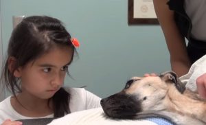 Girl, Eyes, Dog, Stare, animal, pets, Save life, Rescue,