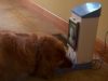 Guilty, Dog, Home, animals, pets, Genius, Invention,