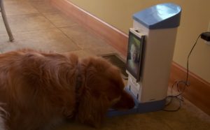 Guilty, Dog, Home, animals, pets, Genius, Invention,
