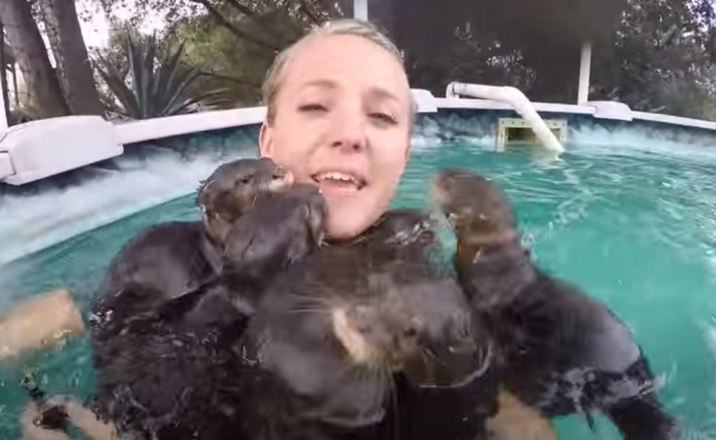Swimming, pool, adorable, creatures, Swim, amazing, cuteness, Otter,