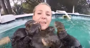 Swimming, pool, adorable, creatures, Swim, amazing, cuteness, Otter,