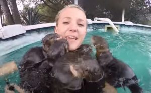 Swimming, pool, adorable, creatures, Swim, amazing, cuteness, Otter,