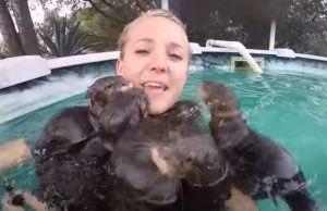 Swimming, pool, adorable, creatures, Swim, amazing, cuteness, Otter,