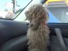 car, Poodle, stray dog, rescue, dog, HopeForPaws, transformation,