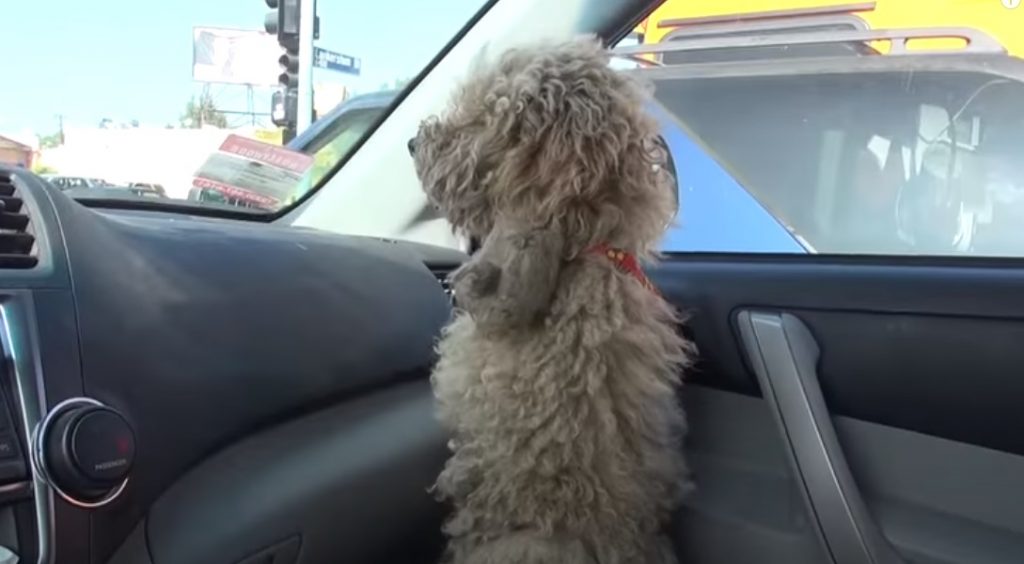 car, Poodle, stray dog, rescue, dog, HopeForPaws, transformation,