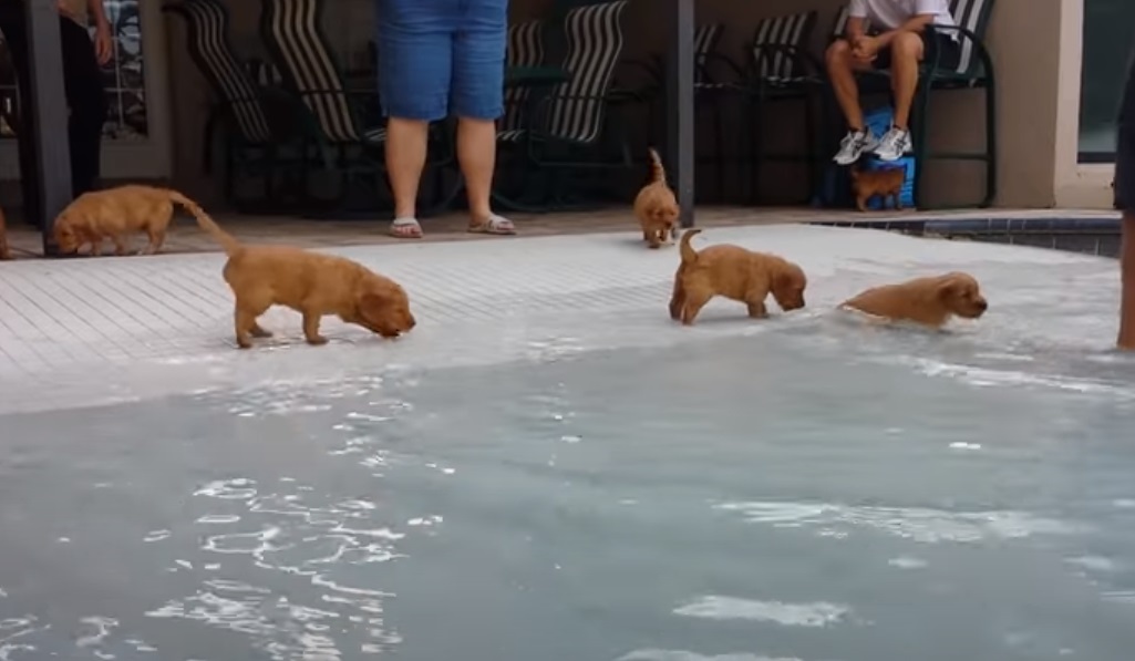 Puppies, Pool, Golden Retriever, Retriever, Golden, Swim, Swimming pool, adorable, sweet,