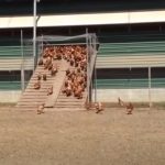 Impressive Free-Range Chickens