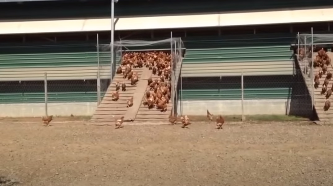 Chickens, Chicken, Free-Range, Camera, Film, hidden camera, farm, farmer, ranche,