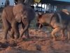Baby Elephant, Herd, Elephant, Baby, cute, animals, adorable, amazing,