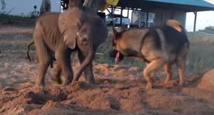 Baby Elephant, Herd, Elephant, Baby, cute, animals, adorable, amazing,