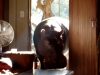 Huge Hippo, Sneaking, House, Home, Huge, Hippo, pet, weird,