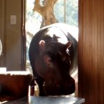 This Hippo is the Weirdest pet ever