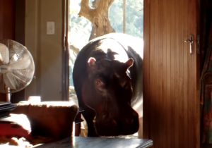 Huge Hippo, Sneaking, House, Home, Huge, Hippo, pet, weird,