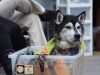 Old Dog, Dog, old, partner, sad story, Touching, Invention, Owner,
