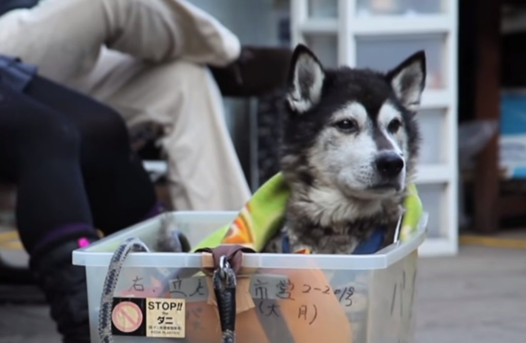 Old Dog, Dog, old, partner, sad story, Touching, Invention, Owner,
