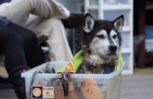 Old Dog, Dog, old, partner, sad story, Touching, Invention, Owner,