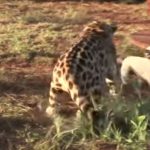 Unlikely friendship between Jaguar and Dog