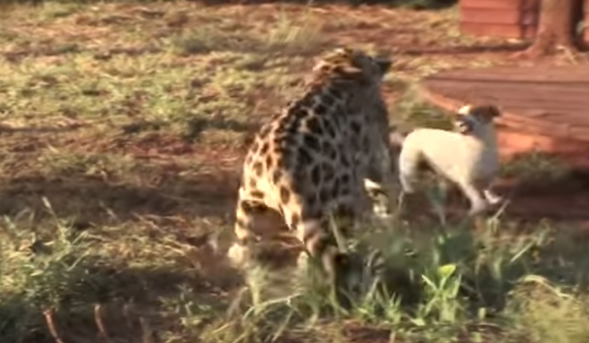 Jaguar, Dog, Jump, unlikely friends, friends, friendship, unbelievable,