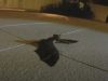 Baby Bat, Separated, Mother, Baby, Bat, cute, Story, Touching, Precious,