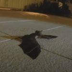 Baby Bat Was Separated From Its Mother