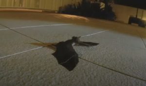 Baby Bat, Separated, Mother, Baby, Bat, cute, Story, Touching, Precious,