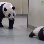 Baby Panda Tries To Run Away From Naptime