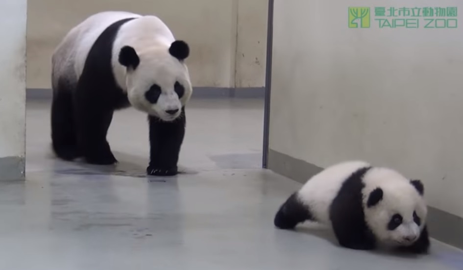 Baby Panda, Run Away, Naptime, Nap, time, Panda, Run, Baby, cute,
