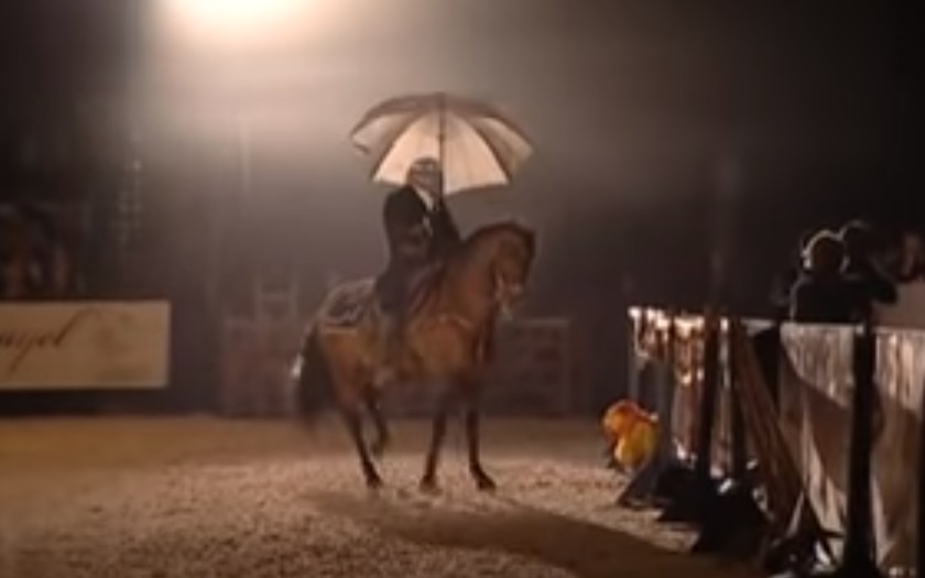 Horse, horse dances, dance, animals, sing, rain, song, amazing animals,